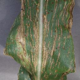 Bercak Daun